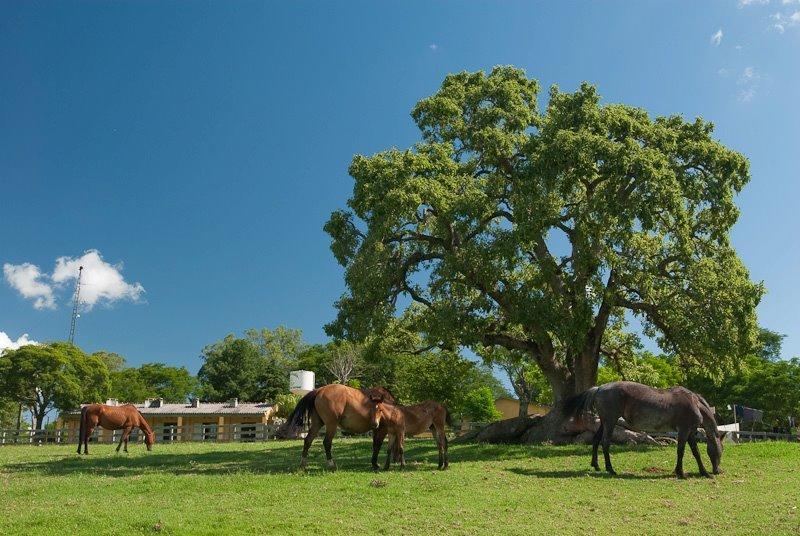 Pousada Chacara Das Roseiras Bagé Buitenkant foto